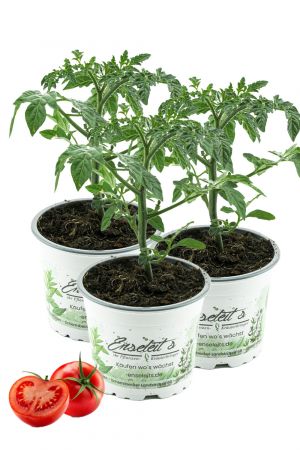 3er Set Tomatenpflanze Harzfeuer F1, Tomaten Pflanzen, Pflanze, Frische Gemüsepflanzen