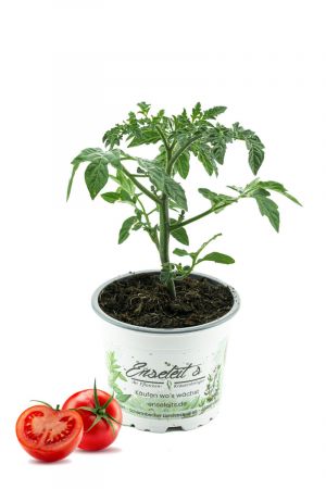 Tomatenpflanze Harzfeuer F1, Tomaten Pflanzen, Pflanze, Frische Gemüsepflanzen