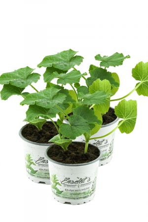 3er Hokkaidokürbis Pflanze, frische Hokkaido Kürbis Pflanze aus eigener Gärtnerei!