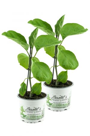 2er Set Aubergine  Pflanze (Solanum melongena)