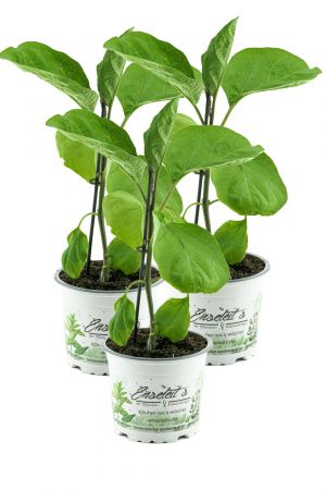 3er Set Aubergine  Pflanze (Solanum melongena)