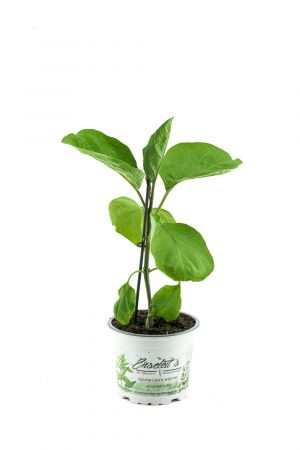 Aubergine  Pflanze (Solanum melongena)