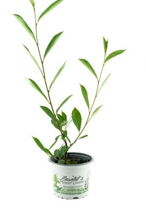 Aronia Vitaminbeere (Aronia arbutifolia)