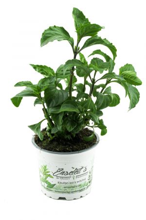 Pfeffer-Basilikum, Marktfrische Pflanze