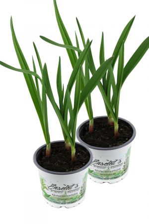 2er Set Knoblauch Pflanze, Echter Knoblauch, Marktfrische Qualität  12 cm Topf (Allium sativum)
