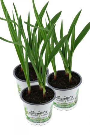 3er Set Knoblauch Pflanze, Echter Knoblauch, Marktfrische Qualität  12 cm Topf (Allium sativum)