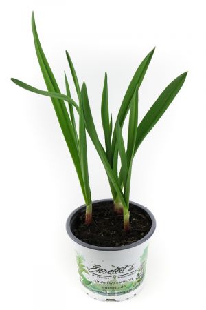 Knoblauch Pflanze, Echter Knoblauch, Marktfrische Qualität  12 cm Topf (Allium sativum)