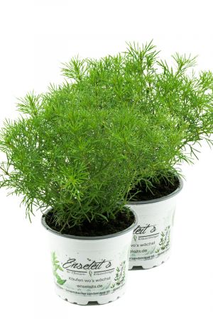 2er Set Lakritz-Tagetes, Frische Lakritz Pflanze  (Tagetes filifolia)