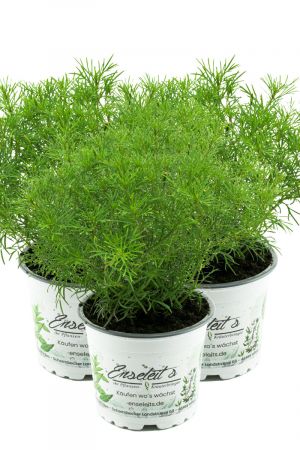 3er Set Lakritz-Tagetes, Frische Lakritz Pflanze  (Tagetes filifolia)