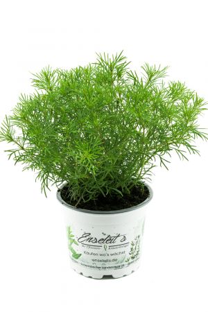 Lakritz-Tagetes, Frische Lakritz Pflanze  (Tagetes filifolia)