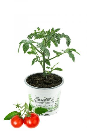 Balkontomate Siderno F1, Tomatenpflanze, Buschtomate