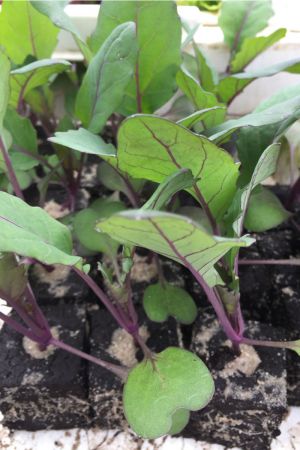 Kohlrabi rot, Kohlrabi Pflanzen - Gemüse Jungpflanzen im 10er Set