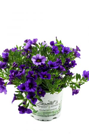 Zauberglöckchen blau/violet,  Million Bells, Minipetunie  (Calibrachoa  Hybriden)