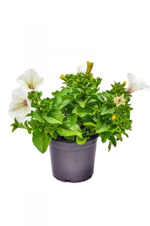 Petunien weiß (Petunia Hybrida)