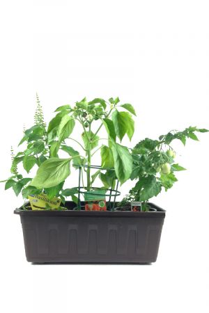 Naschgemüse der Grillsaison im 40cm Kasten Anthrazit!!!  je 1 Pflanze Paprika Pflanze (mini Paprika), Topf Tomatenpflanze "Cocktail Tomate" & Strauchbasilikum 
