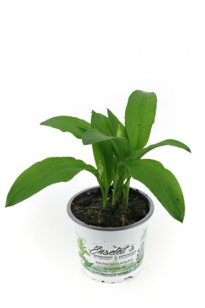 Bärlauch Pflanze (Allium ursinum), Marktfrische Kräuter Pflanze