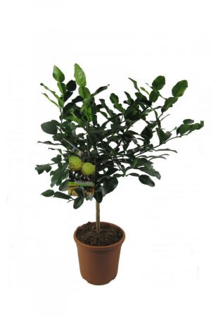 Kaffir Limette - Kaffir Limettenbaum ca. 70 cm Gärtnerqualität 