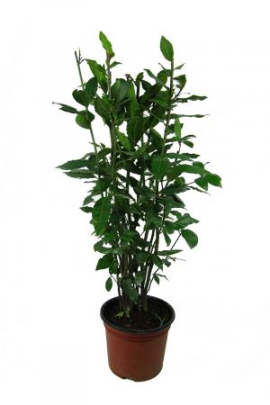 Lorbeer Pflanze, gewürzlorbeer, Laurus nobilis, 50-60cm Busch