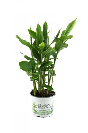 Zimt-Aroma, Zimtaroma-Pflanze, Elettaria cardamomum, frisches Zimt-Aroma, im 12 cm Topf