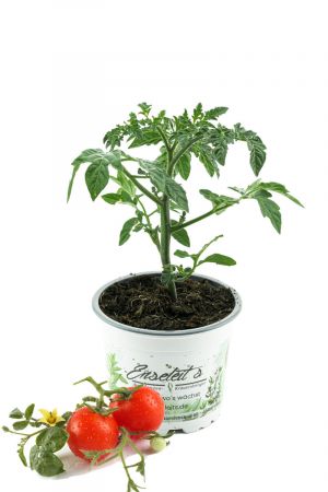 Topftomate  F1 Sorte, Tomatenpflanze, Balkontomate, Tomatenpflanzen
