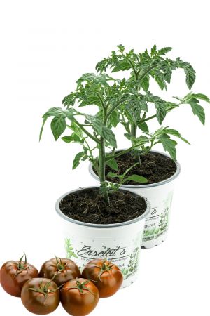2er Set Tomatenpflanze "Schokoladen Tomate", Kakao Tomaten pflanze F1 Sorte, Gemüse Tomatenpflanzen 
