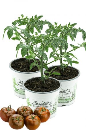 3er Set Tomatenpflanze "Schokoladen Tomate", Kakao Tomaten pflanze F1 Sorte, Gemüse Tomatenpflanzen 