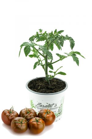 Tomatenpflanze "Schokoladen Tomate", Kakao Tomaten pflanze F1 Sorte, Gemüse Tomatenpflanzen 