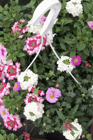 Sommerblumen Ampel Mix Nr.5, Pastell-Pink-Weiß, Verbenen-Gänseblümchen-Zauberglöckchen