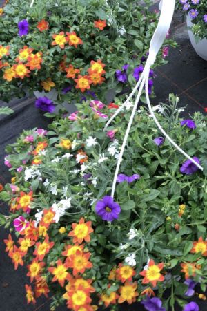 Sommerblumen Ampel Mix Nr.4, gelb-blau-rot, Petunia-Verbena-Gänseblümchen