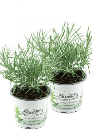 2x Currykraut Pflanze, Helichrysum angustifolia im Doppelpack 2 Pflanzen