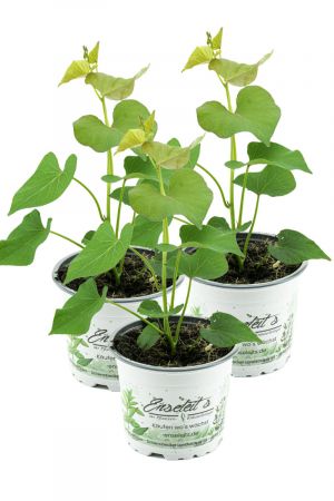 3er Set Süßkartoffel Pflanze Ipomea batata, Gemüse Pflanze, Aus Nachhaltigem Anbau! 
