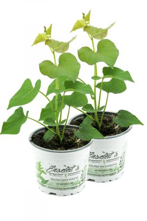 2er Set Süßkartoffel Pflanze Ipomea batata, Gemüse Pflanze, Aus Nachhaltigem Anbau! 