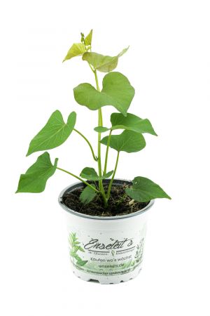 Süßkartoffel Pflanze Ipomea batata, Gemüse Pflanze, Aus Nachhaltigem Anbau! 