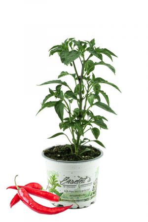 Peperoni Pflanze F1 Sorte, 1 frische Peperoni Pflanze, Aus Nachhaltigem Anbau