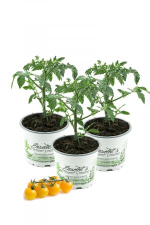 3 Gelbe Cocktailtomaten "Kirschtomate",Cherrytomate, 3 Tomaten Pflanzen im Set,Tomatenpflanzen,F1 Sorte