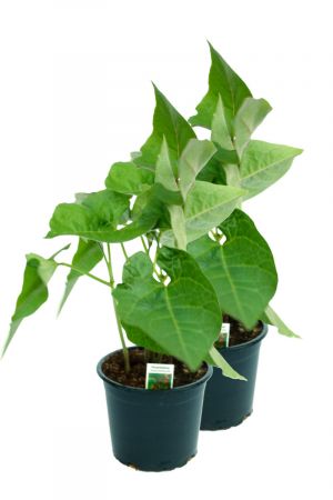 2er Set Feuerbohnen Pflanze im 12cm Topf aus Nachhaltigem Anbau 