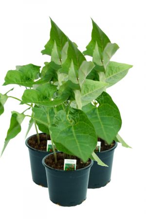 3er Set Feuerbohnen Pflanze im 12cm Topf aus Nachhaltigem Anbau 