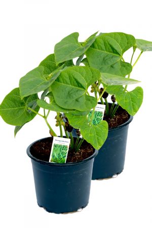 2er Set Stangenbohnen Pflanze im 12cm Topf aus Nachhaltigem Anbau 