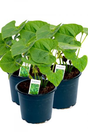 3er Set Stangenbohnen Pflanze im 12cm Topf aus Nachhaltigem Anbau 