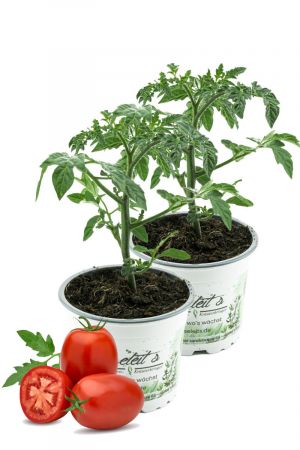 2er Set Eiertomate,frische Tomaten,Tomatenpflanzen,Tomatenpflanze,F1 Sorte