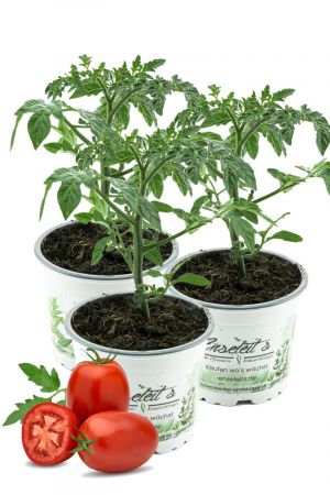 3er Set Eiertomate,frische Tomaten,Tomatenpflanzen,Tomatenpflanze,F1 Sorte
