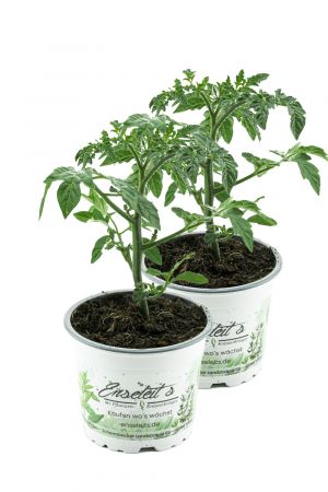 2er Set Eiertomate,frische Tomaten,Tomatenpflanzen,Tomatenpflanze,F1 Sorte
