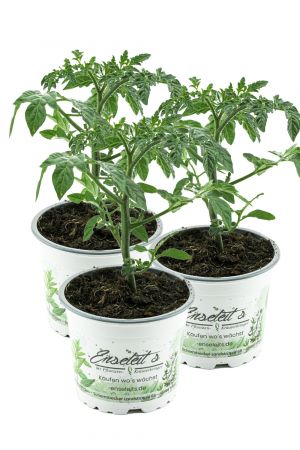 3er Set Eiertomate,frische Tomaten,Tomatenpflanzen,Tomatenpflanze,F1 Sorte