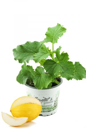 Honigmelonen Pflanze, frische Honig Melonen Pflanze aus der Gärtnerei Enseleit!