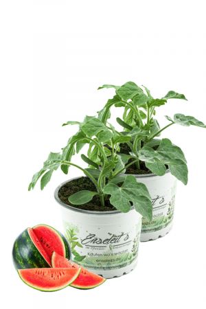 2er Set Wassermelonen Pflanze, frische Wasser Melonen Pflanze aus der Gärtnerei Enseleit!