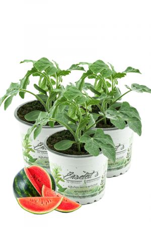 3er Set Wassermelonen Pflanze, frische Wasser Melonen Pflanze aus der Gärtnerei Enseleit!