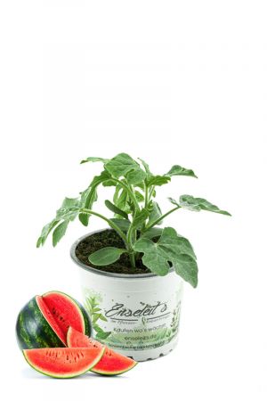 Wassermelonen Pflanze, frische Wasser Melonen Pflanze aus der Gärtnerei Enseleit!