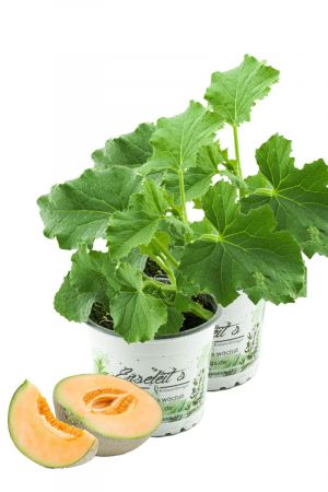 2er Set Zuckermelonen Pflanze, frische Zuckermelone aus Nachhaltigem Anbau!