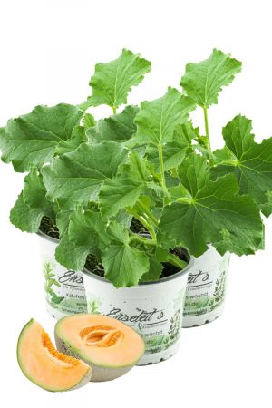 3er Set Zuckermelonen Pflanze, frische Zuckermelone aus Nachhaltigem Anbau!