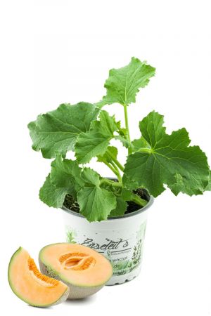 Zuckermelonen Pflanze, frische Zuckermelone aus Nachhaltigem Anbau!